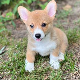 Leah - Red female Pembroke Welsh Corgi puppy in Hope, Arkansas from Foxy Knoll Farm