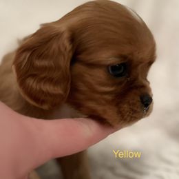 Cavalier King Charles Spaniel Puppies from Rhonda Davis