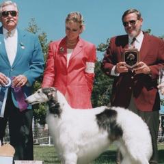 Borzois from Morozova Borzoi