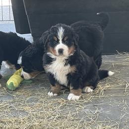 Black Collar - Black rust and white male Bernese Mountain Dog puppy in Comer, Georgia from Water Oak Farm