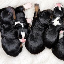 Snoopy - Tri-color male Bernedoodle puppy in Lancaster, Missouri from Cavapoo Acres