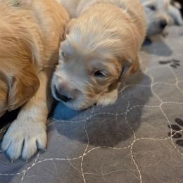 ZEUS - Blue - Golden male Golden Retriever puppy in Lucasville, Ohio from Halo Kennels