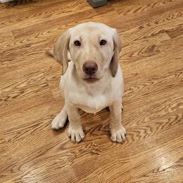 Girl 1 - Yellow Labrador Retriever puppy in Rogue River, Oregon from PNW Labradors