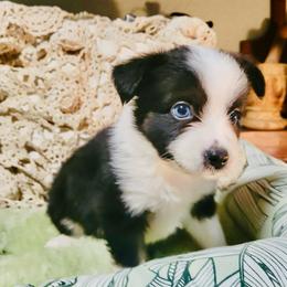 Pierce - Black tri male Miniature Australian Shepherd puppy in Wauchula, Florida from Sun & Moon Aussies