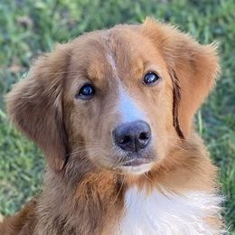 Nova Scotia Duck Tolling Retriever All Grown Up from Highland Tollers