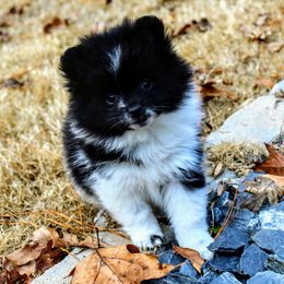 Pomeranian and Pomsky All Grown Up from Alpha Poms & Pomskies