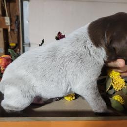 Boy 4 - Liver roan male German Shorthaired Pointer puppy in Chetek, Wisconsin from Susan's German Shorthaired Pointers
