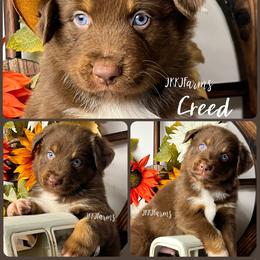 4 Creed - Red tri-color male Australian Shepherd puppy in Huntington, Texas from JKKJ Farms, LLC
