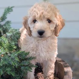Puppy 9 - Gold female Australian Labradoodle puppy in Yamhill, Oregon from FitzGerald Kennels