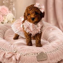 Coffee - Red female Maltipoo puppy in San Diego, California from Maltipoos SD