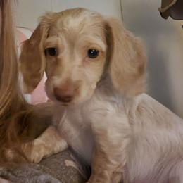 Titan - Piebald male Dachshund puppy in Leesburg, Ohio from Lees Creek Dachshunds