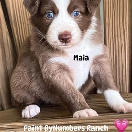 Maia - Red tri-color female Australian Shepherd puppy in Magee, Mississippi from Paint ByNumbers Ranch