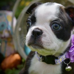 Daisy - Black brindle and white Boston Terrier puppy in Rockville, Indiana from Blaze Of Glory Bostons & Frenchies