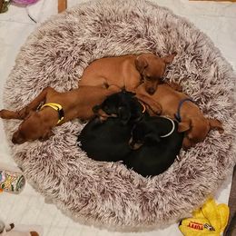 Miniature Pinscher puppies from Rehdiant Miniature Pinschers