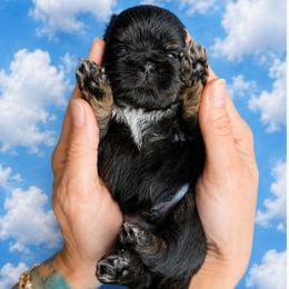 Danny - Black and tan male Shih Tzu puppy in Lancaster, Ohio from Wandering Tzu