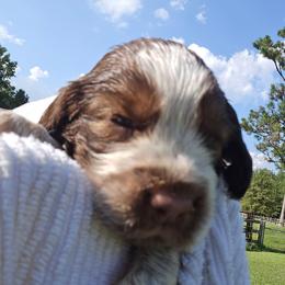 Colt - Liver white and tan male English Springer Spaniel puppy in Hephzibah, Georgia from Sidel's Springers