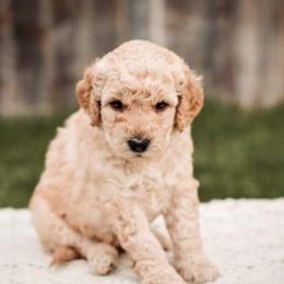 Goldendoodle Puppies from 307 Doodles