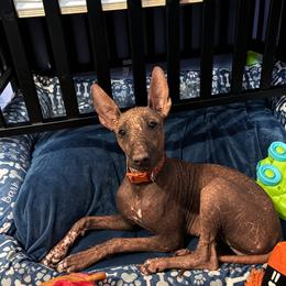 Xoloitzcuintli puppies from Wonderland Kennel
