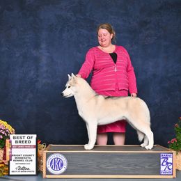 Asha - Siberian Husky