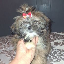 Girl 2 - Black gold and white female Shih Tzu puppy in Birmingham, Alabama from K&D kennels