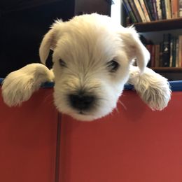 Miniature Schnauzer and Poodle Puppies from Bits & Bytes Farm