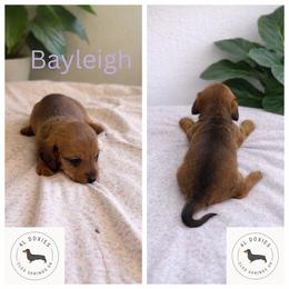 Dachshund Puppies from 4L Doxies