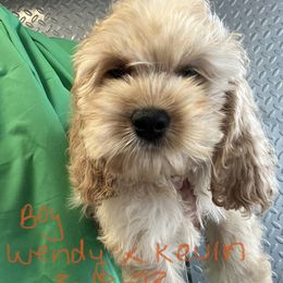 Cockapoo, Cocker Spaniel, and Poodle Puppies from Camic Cockapoos