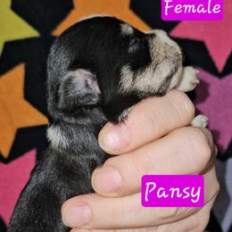Pansy - Black and silver female Miniature Schnauzer puppy in Biscoe, North Carolina from Clouser's Bodacious Danes & Miniature Schnauzers