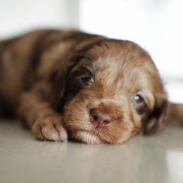 Bernedoodle, Goldendoodle, and Poodle Puppies from Northwest Pups
