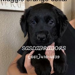 Orange collar - Black female Labrador Retriever puppy in Palmdale, California from Sweet As Sugar Labradors