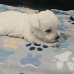 Boy 2 - White male West Highland White Terrier puppy in Morrison, Tennessee from Westies of Morrison
