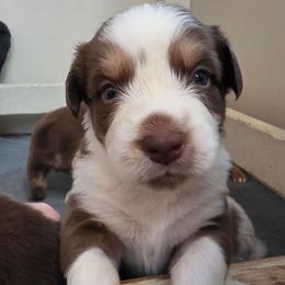 Cristiano FIFA - Red tri-color male Australian Shepherd puppy in Solon, Maine from Mountain Range Australian Shepherds