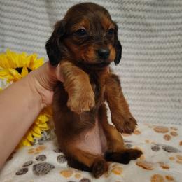 Italy - Red female Dachshund puppy in Hudson, Michigan from Mittentail Kennel Miniature Dachshunds & Australian Shepherds