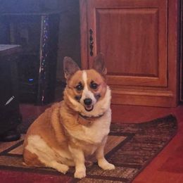Bailey - Pembroke Welsh Corgi