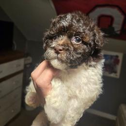 Girl1 - Chocolate female Havanese puppy in Columbus, Ohio from Havanese Puppies Columbus