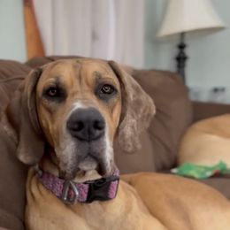 Great Dane All Grown Up from Bauman Great Danes
