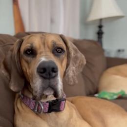 Great Dane All Grown Up from Bauman Great Danes