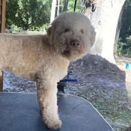 Jessie - Lagotto Romagnolo