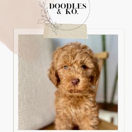 Australian Labradoodle and Labradoodle Puppies from Doodles_Ko