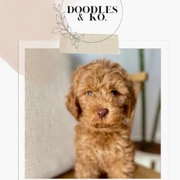 Australian Labradoodle and Labradoodle Puppies from Doodles_Ko