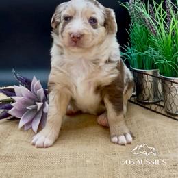Faith - Red merle female Australian Shepherd puppy in Thornton, Colorado from 303 Aussies