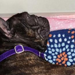 French Bulldogs from Ruffini French Bulldogs