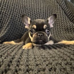 French Bulldog Puppies from Willamette Valley Doodles