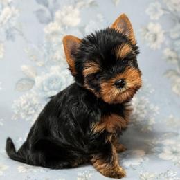 Kiki - Black and gold female Yorkshire Terrier puppy in Luray, Tennessee from Little Angel Yorkies