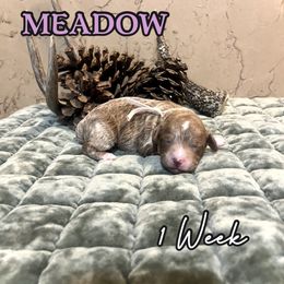 Meadow - Red  female Goldendoodle puppy in Runaway Bay, Texas from Green Ranch Doodles