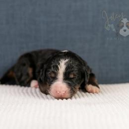Ashley Standard Bernedoodle - Tri-color female Bernedoodle puppy in Eureka, Illinois from Joley Aire Family Dogs