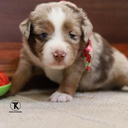 Beau- Red Merle Male - Red merle male Miniature Australian Shepherd puppy in Nacogdoches, Texas from TK Standard, Mini, & Toy Aussies