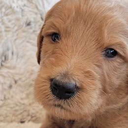 Boy 3 - Goldendoodle puppy in Le Roy, Minnesota from Doodles by the Dam
