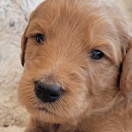 Boy 3 - Goldendoodle puppy in Le Roy, Minnesota from Doodles by the Dam