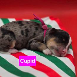 Cupid- Pink collar - Blue merle female Bernedoodle puppy in Summerville, South Carolina from Channys Doodles